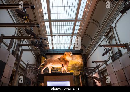 Un leone in mostra nella grande sala dei mammiferi dello Smithsonian National Museum of Natural History a Washington DC. Foto Stock