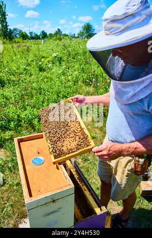 L'apicoltore ispeziona la cornice dell'alveare in una prospettiva a livello di occhi del prato illuminata dal sole Foto Stock