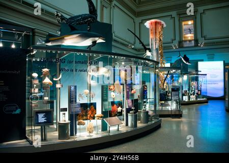 WASHINGTON DC, Stati Uniti - la Sant Ocean Hall dello Smithsonian National Museum of Natural History espone mostre sulla vita marina e sugli ecosistemi oceanici. Situata a Washington DC, questa galleria è dedicata a educare i visitatori sulla diversità e l'importanza degli ambienti oceanici attraverso esposizioni interattive e modelli su larga scala di specie marine. Foto Stock