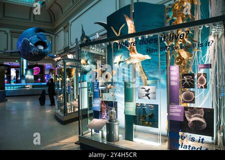 Sant Ocean Hall Marine Life espone Washington DC // WASHINGTON DC - la Sant Ocean Hall nello Smithsonian National Museum of Natural History espone mostre sulla vita marina e sugli ecosistemi oceanici. La sala di 000 metri quadrati, inaugurata nel 2008, è la più grande mostra permanente del museo. I visitatori possono esplorare mostre interattive, campioni scientifici e modelli, tra cui una replica di 45 metri di una balena destra del Nord Atlantico. La sala rappresenta una collaborazione tra lo Smithsonian e la National Oceanic and Atmospheric Administration per educare il pubblico sulla conservazione dell'oceano Foto Stock