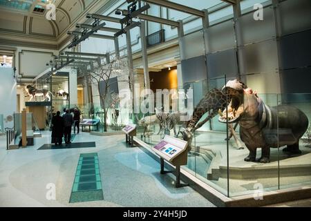 National Museum of Natural History Hall of Mammals Washington DC // WASHINGTON DC - la Kenneth E. Behring Family Hall of Mammals presso il National Museum of Natural History dello Smithsonian espone una vasta collezione di esemplari di mammiferi conservati provenienti da tutto il mondo. Aperta nel 2003 dopo un importante restauro finanziato dall'uomo d'affari e filantropo Kenneth E. Behring, la mostra di 25 000 metri quadrati presenta più di 274 esemplari in diorami scientificamente accurati che rappresentano vari ecosistemi. La sala è organizzata per continente e habitat, consentendo ai visitatori di osservare gli adattamenti Foto Stock
