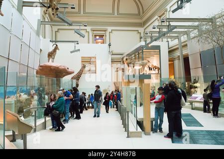 National Museum of Natural History Hall of Mammals Washington DC // WASHINGTON DC - la Kenneth E. Behring Family Hall of Mammals presso il National Museum of Natural History dello Smithsonian espone una vasta collezione di esemplari di mammiferi conservati. La mostra presenta diorami accuratamente realizzati e mostre che dimostrano la diversità della vita dei mammiferi. Queste presentazioni scientificamente accurate servono sia a scopi educativi che di ricerca. Foto Stock