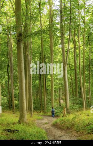 L'Hochuferwanderweg da Baabe via Sellin a Binz, attraverso una fitta foresta di faggi, lungo le scogliere, con molte vedute sul Mar Baltico, qui la sezione Foto Stock