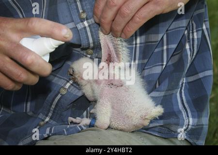 Gerfalcon saker falcon (Falco rusticolus, Falco cherrug) giovane uccello ibrido di accoppiamento è disinfettato da falconer contro gli acari, Allgaeu, Baviera, Germania Foto Stock