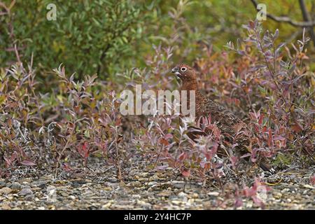 Il Willow ptarmigan (Lagopus lagopus) è ben mimetizzato nei cespugli colorati autunnali, il Parco Nazionale di Denali Foto Stock