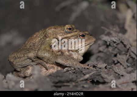 Rospo comune (Bufo bufo), coppia, sulla strada per le acque riproduttive, sera, migrazione dei rospi, Bottrop, zona della Ruhr, Renania settentrionale-Vestfalia, Germania, Europa Foto Stock