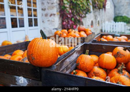 Molte zucche di Halloween in mostra al mercato agricolo in Francia. Varietà di zucche ornamentali in vendita Foto Stock