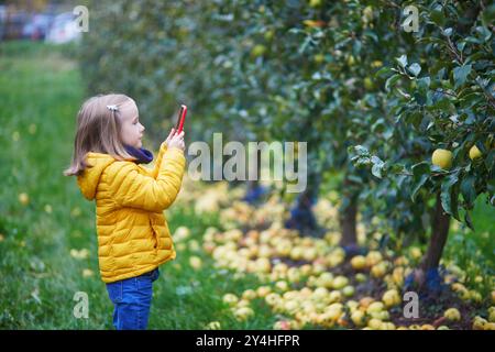 Adorabile bambina in età prescolare che raccoglie mele biologiche gialle mature nel frutteto o in fattoria in autunno Foto Stock