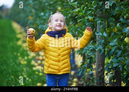 Adorabile bambina in età prescolare che raccoglie mele biologiche gialle mature nel frutteto o in fattoria in autunno Foto Stock