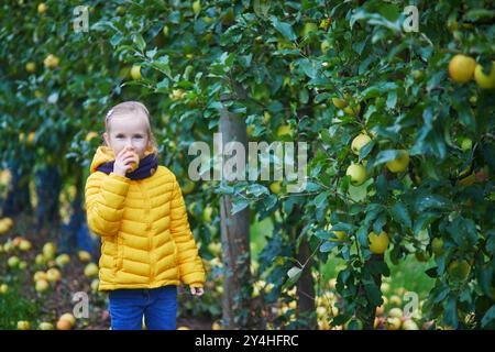 Adorabile bambina in età prescolare che raccoglie mele biologiche gialle mature nel frutteto o in fattoria in autunno Foto Stock