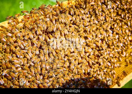 Bees on Honeycomb in Motion Close-up View (Vista ravvicinata in movimento) Foto Stock