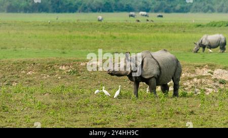 Ritratto di un bellissimo rinoceronte con un solo corno. I rinoceronti monocorni sono grandi mammiferi originari dell'Asia. Sono noti per il loro corno singolo. Foto Stock