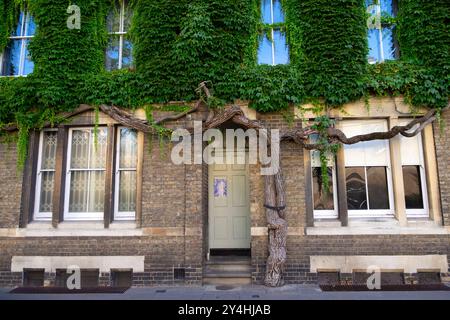 Crepuscolo della Virginia con grandi foglie verdi di radice di alberi gigantesche che crescono sulla facciata di un edificio nell'estate di agosto 2024 Oxford Inghilterra Regno Unito KATHY DEWITT Foto Stock