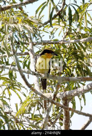 barbet dorato, Orange-Tupfenbartvogel, Cabézon doré, Capito auratus, Parco nazionale di Yasuní, Ecuador, Sud America Foto Stock