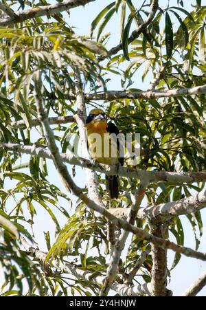 barbet dorato, Orange-Tupfenbartvogel, Cabézon doré, Capito auratus, Parco nazionale di Yasuní, Ecuador, Sud America Foto Stock