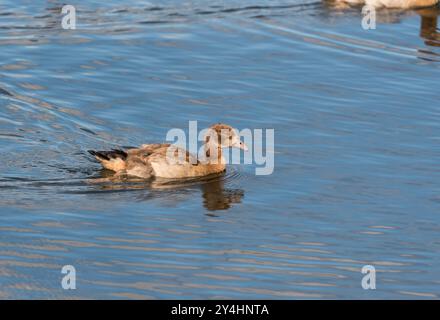 Giovane oca egiziana (Alopochen aegyptiaca) che nuota a Rye Meads, Herts Foto Stock