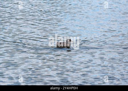 Nuotando Little Grebe (Tachybatus ruficollis) pulcino al Rye Meads, Herts Foto Stock