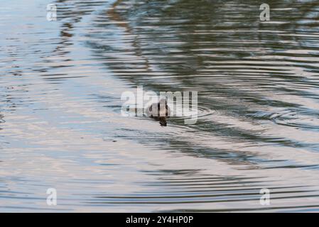 Nuotando Little Grebe (Tachybatus ruficollis) pulcino al Rye Meads, Herts Foto Stock