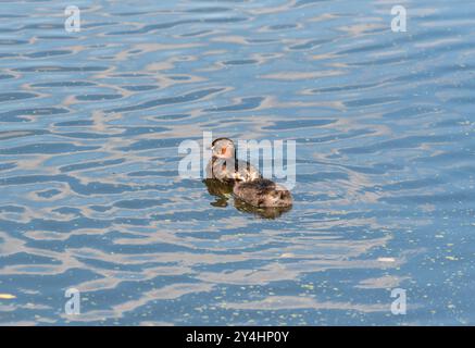 Nuotando Little Grebe (Tachybatus ruficollis) pulcino al Rye Meads, Herts Foto Stock