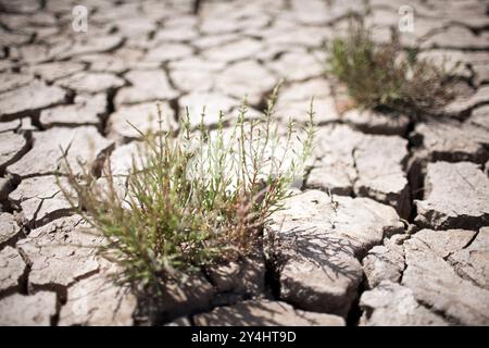 La palude secca di Sanlucar de Barrameda presenta un terreno incrinato con piante verdi resilienti che emergono dal terreno arido. Foto Stock