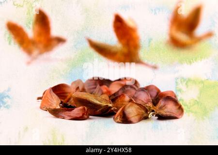 Primo piano di un gruppo di faggi a tre bordi con il guscio di frutta su uno sfondo colorato. immagine macro Foto Stock