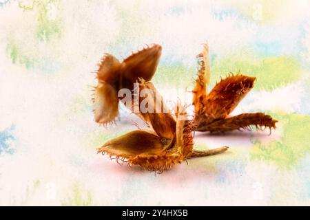 Primo piano di un gruppo di faggi a tre bordi con il guscio di frutta su uno sfondo colorato. immagine macro Foto Stock