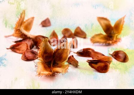 Primo piano di un gruppo di faggi a tre bordi con il guscio di frutta su uno sfondo colorato. immagine macro Foto Stock