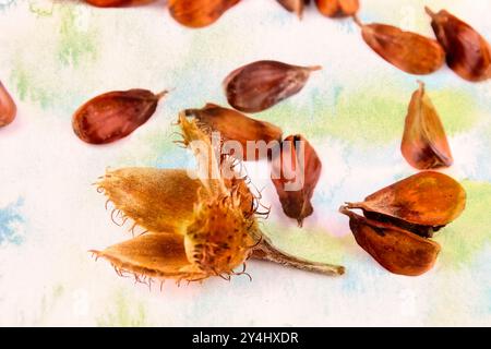 Primo piano di un gruppo di faggi a tre bordi con il guscio di frutta su uno sfondo colorato. immagine macro Foto Stock