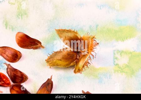 Primo piano di un gruppo di faggi a tre bordi con il guscio di frutta su uno sfondo colorato. immagine macro Foto Stock