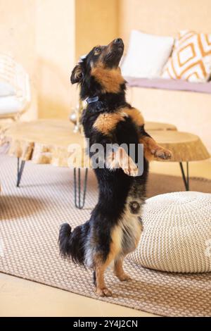 C'è un cane in piedi sulle sue gambe posteriori in un accogliente soggiorno, con caratteristiche come pavimento, legno, un divano e la coda Foto Stock