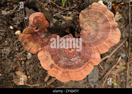 Ganoderma tsugae, noto anche come mensola per vernice emlock. Generalmente considerato non commestibile. Foto Stock