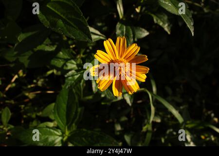 Wedelia è una pianta in fiore della famiglia di Asteraceae.it è anche chiamato occhi striscianti. Foto Stock