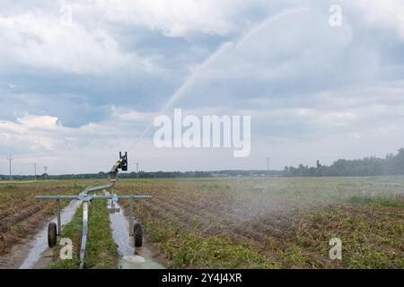 l'impianto sprinkler automatico irriga un campo di patate in estate, favorendo l'irrigazione agricola. Foto Stock
