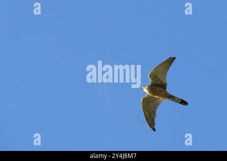 Gheppio minore o gheppio comune (Falco tinnunculus) con piume marroni in volo contro un cielo blu profondo a Vienna, Austria Foto Stock