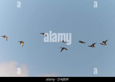 Gregge di Mallard in volo Foto Stock