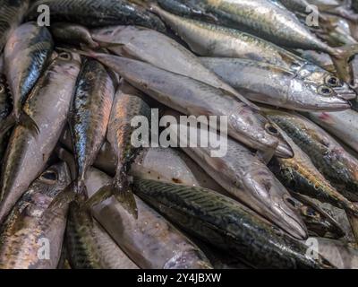 Sgombri freschi offerti al mercato locale del pesce, Murci, Spagna Foto Stock