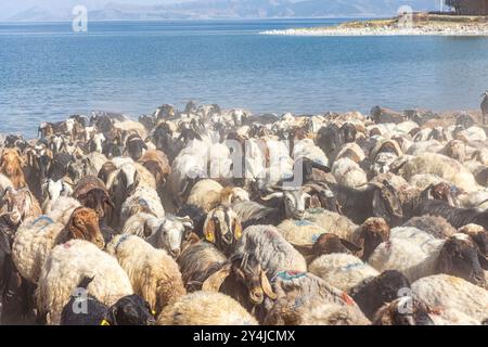 Gregge di pecora. Pecore di ritorno dal pascolo nel villaggio di Koc Duzu sulle rive del lago Van nella provincia di Van, Turchia. Una penna di pecora piena di pecore. Foto Stock