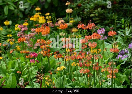 Fiori primaverili misti di primrose Candelabra, ibridi Primula Candelabra nel giardino britannico maggio Foto Stock