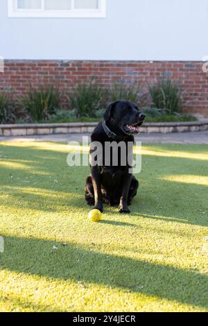 Black Labrador seduto sull'erba con la palla gialla, godendosi una giornata di sole all'aperto Foto Stock