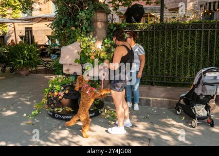 Fiori gratuiti in un passeggino Bugaboo presso l'companyÕs attivazione del marchio Carriage fuori dall'High Line Hotel di Chelsea a New York venerdì 13 settembre 2024. Il gruppo Bugaboo, con sede nei Paesi Bassi, produce passeggini e altri prodotti childrenÕs. (© Richard B. Levine) Foto Stock