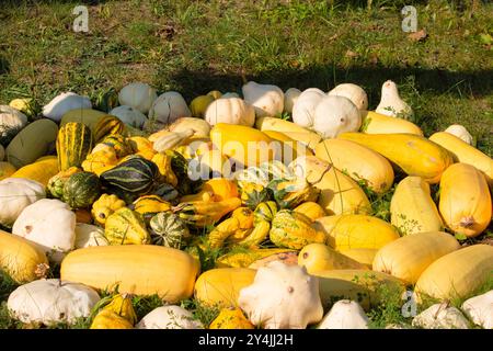 Molte zucche su un prato da giardino. Soleggiata giornata autunnale. Raccolto. Foto Stock