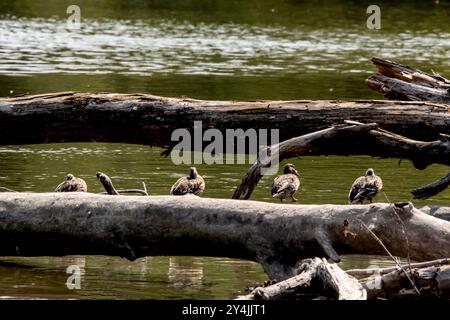 Fila di anatre con le spalle alla telecamera sedute su un tronco caduto nel fiume in un giorno d'estate in Illinois. Foto Stock