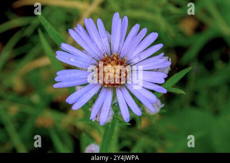 Rugiada mattutina sulla Western Aster Flower macro Foto Stock