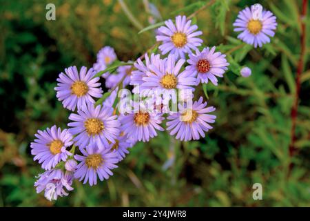 Rugiada mattutina sul fiore di Western Aster Foto Stock