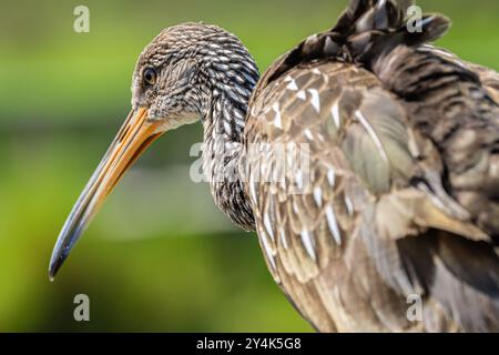 Primo piano di una zuppa (Aramus guarauna), nota anche come corlanone o carrao, lungo il la Chua Trail presso il Paynes Prairie Preserve State Park in Florida. Foto Stock