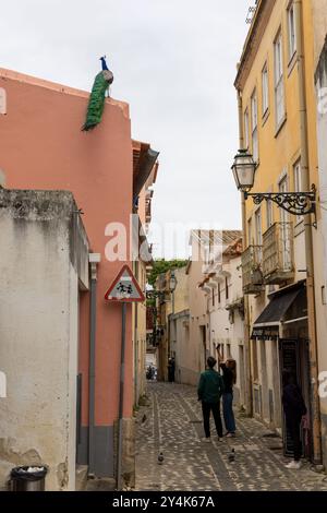 I pavoni vagano liberamente nel quartiere Alfama di Lisbona, Portogallo Foto Stock