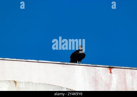 Gli avvoltoi neri (Coragyps atratus brasiliensis) sono una specie di uccello catartiforme della famiglia Cathartidae, appartenente al gruppo degli avvoltoi, arroccato su di essi Foto Stock