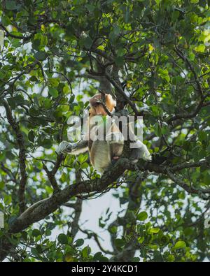 Una scimmia proboscide maschile solitaria si trova arroccata su un ramo di mangrovie, gustando un piacevole pranzo a base di foglie fresche. Foto Stock