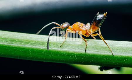 Foto macro di una vespa arancione in piedi su una pianta verde con sfondo scuro sfocato. Foto Stock