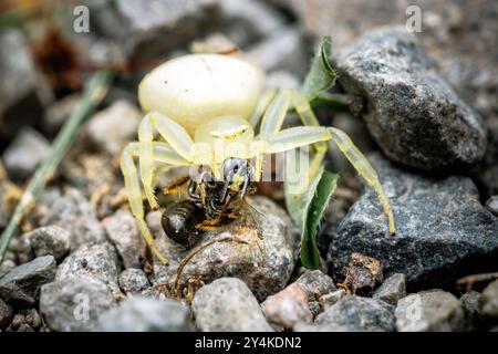 Il ragno bianco di granchio d'oro tiene in mano e mangia un bumblebee mentre è in piedi sulla ghiaia. Foto Stock